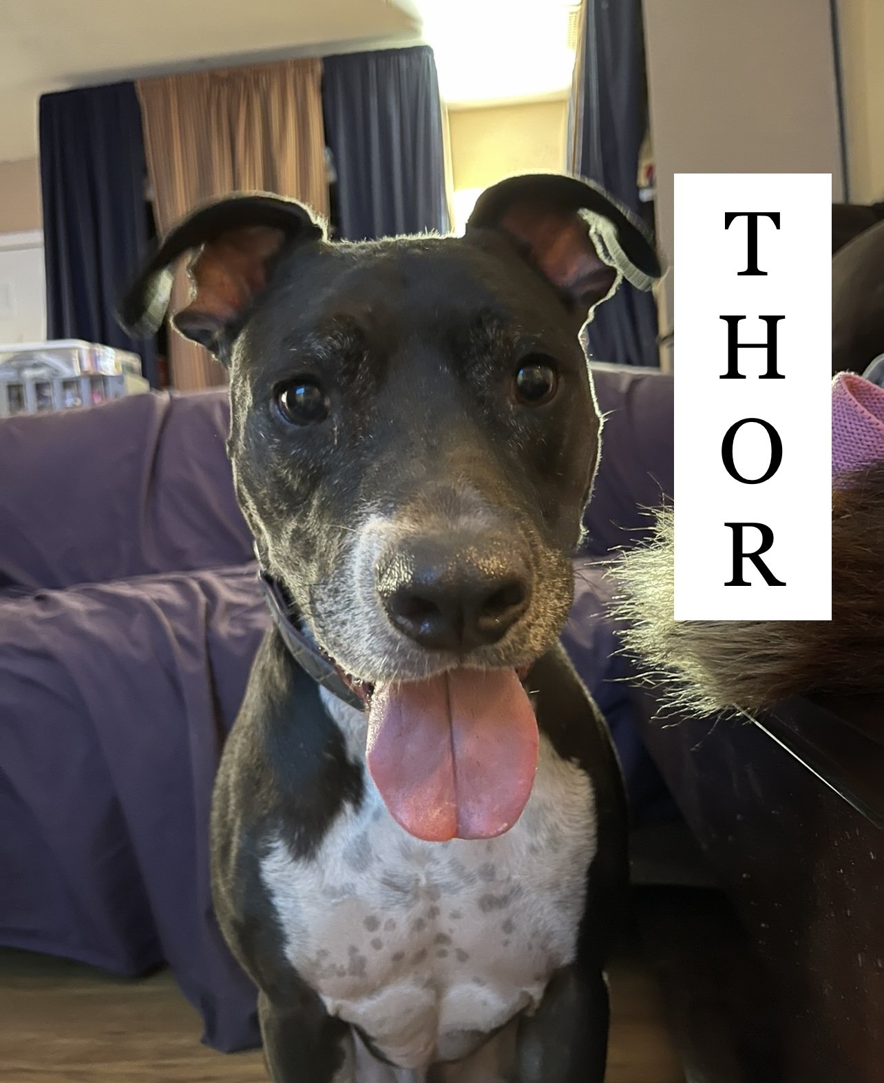 Photo of Thor