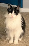 adoptable Cat in chandler, AZ named Toby Tiger