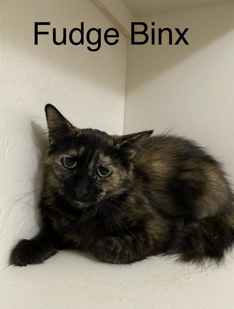 Photo of Fudge Binx