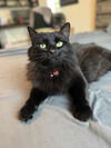 adoptable Cat in , AZ named Jade Simmons