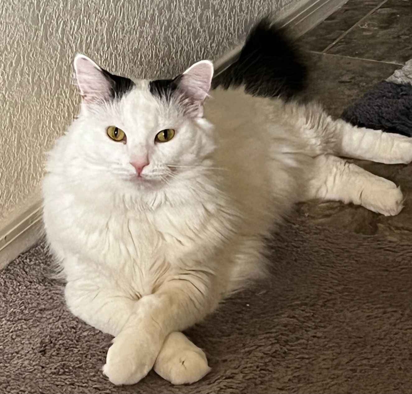 Photo of Mochi Chessie