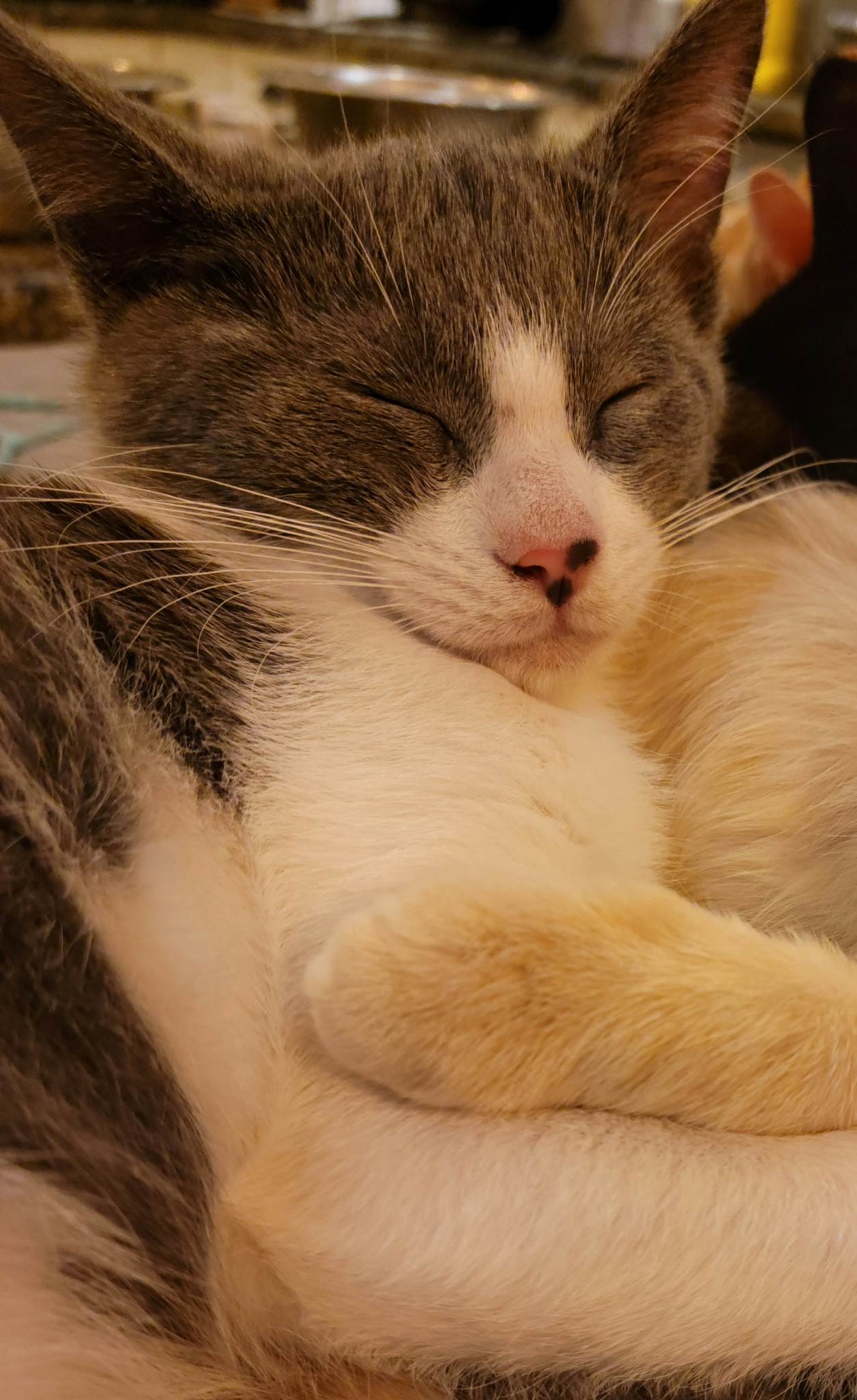 Cats for Adoption in Fountain Hills, Arizona Alpha Paw