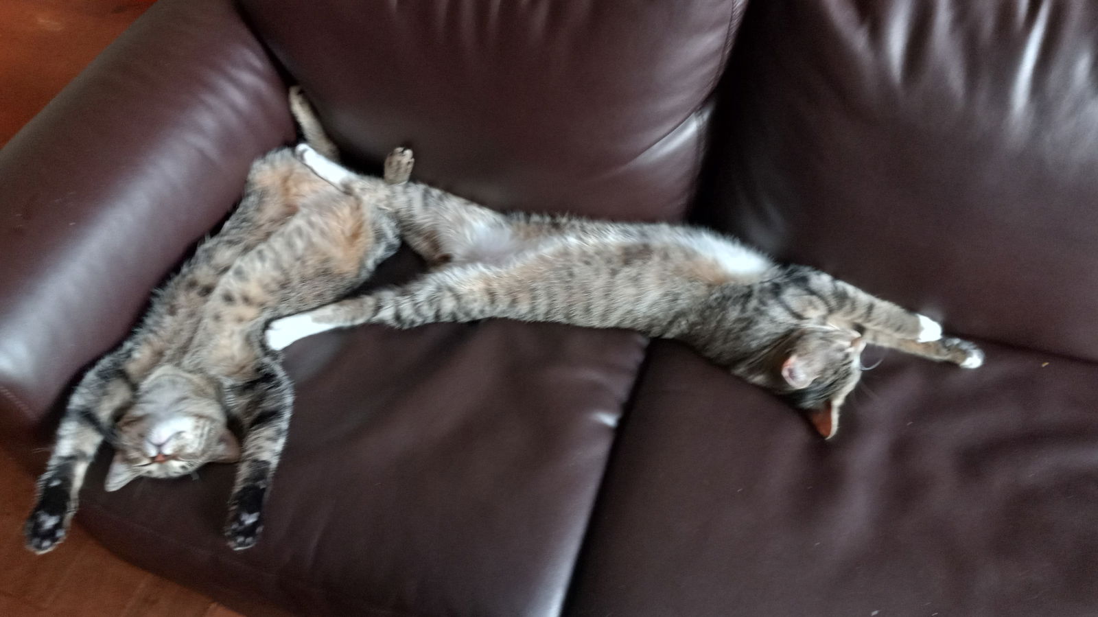 Photo of Chili Talia & Peanut Maggy Bonded Pair
