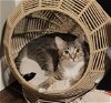 adoptable Cat in chandler, AZ named Peanut Maggy