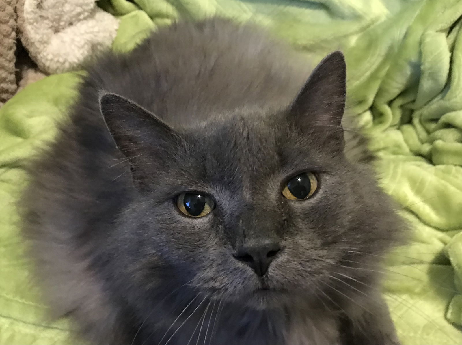 Photo of Fluffy Puff