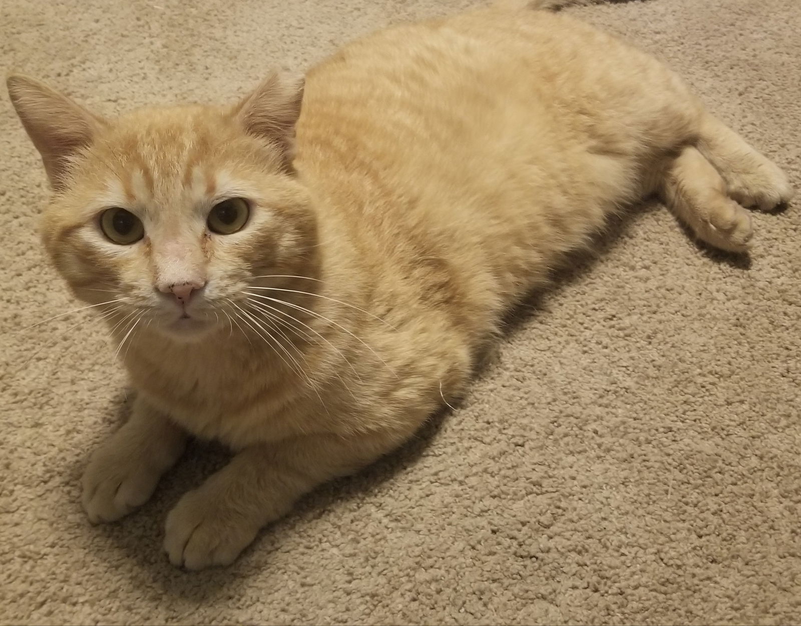 Photo of Garfield Co-jack