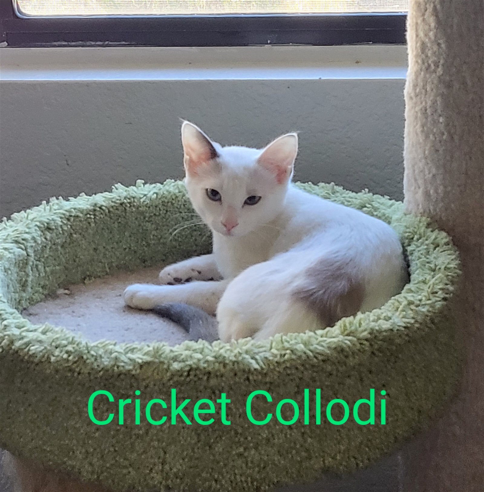 Photo of Cricket Collodi