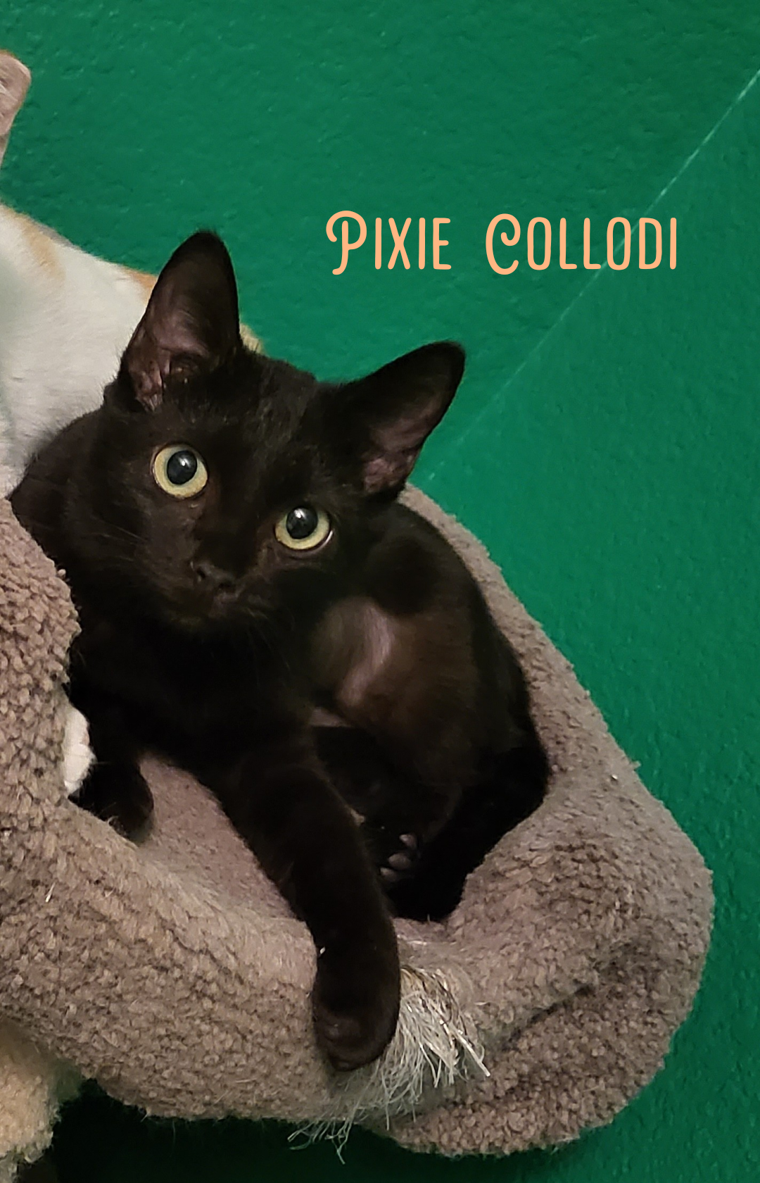 Photo of Pixie Collodi
