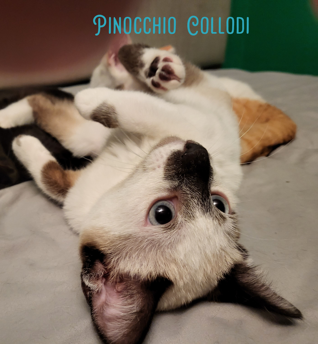 Photo of Pinocchio Collodi
