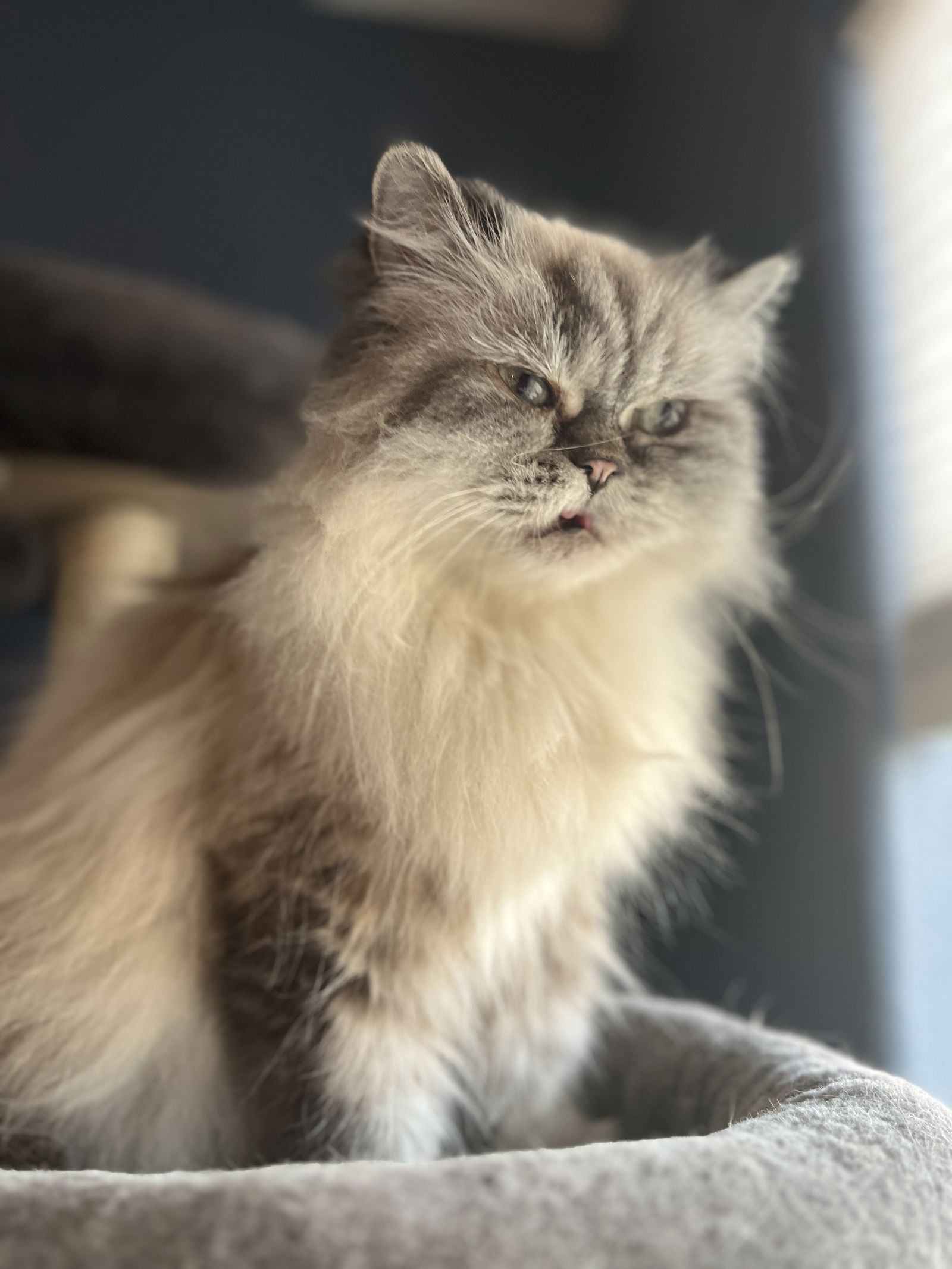 Photo of Elli Enchanted