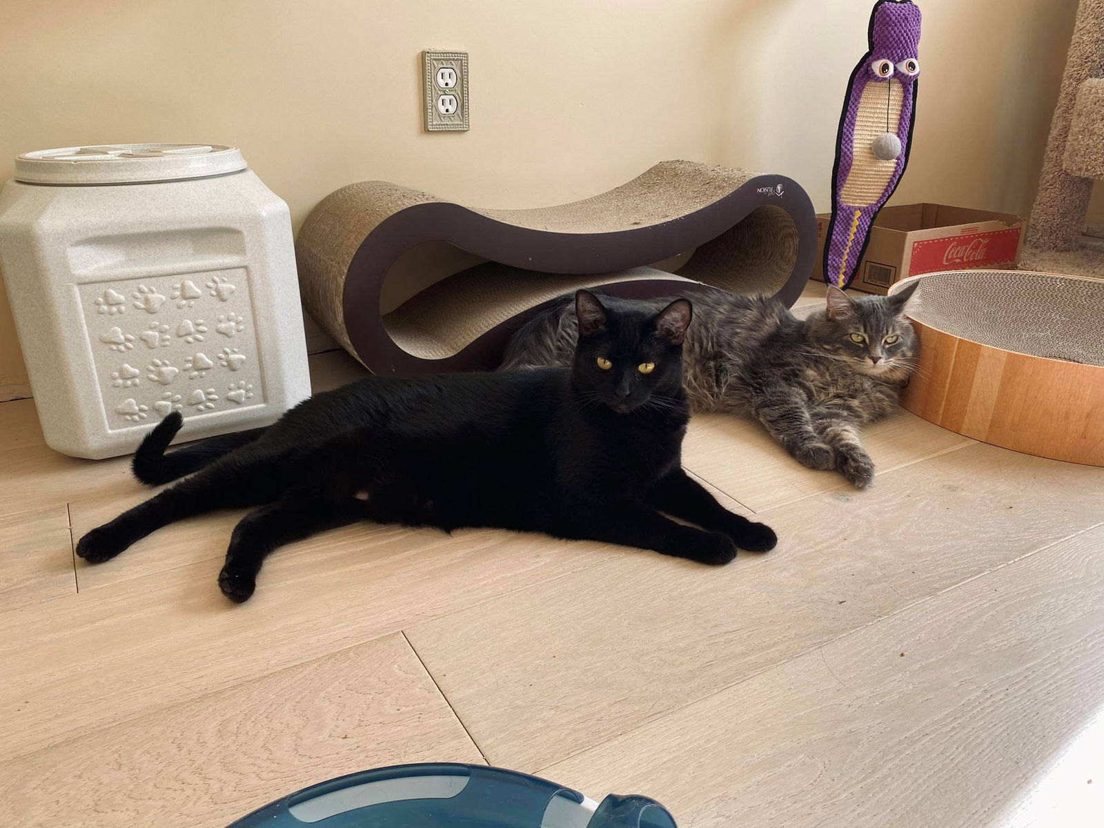 Photo of Andy & Aby Taylor Bonded Pair