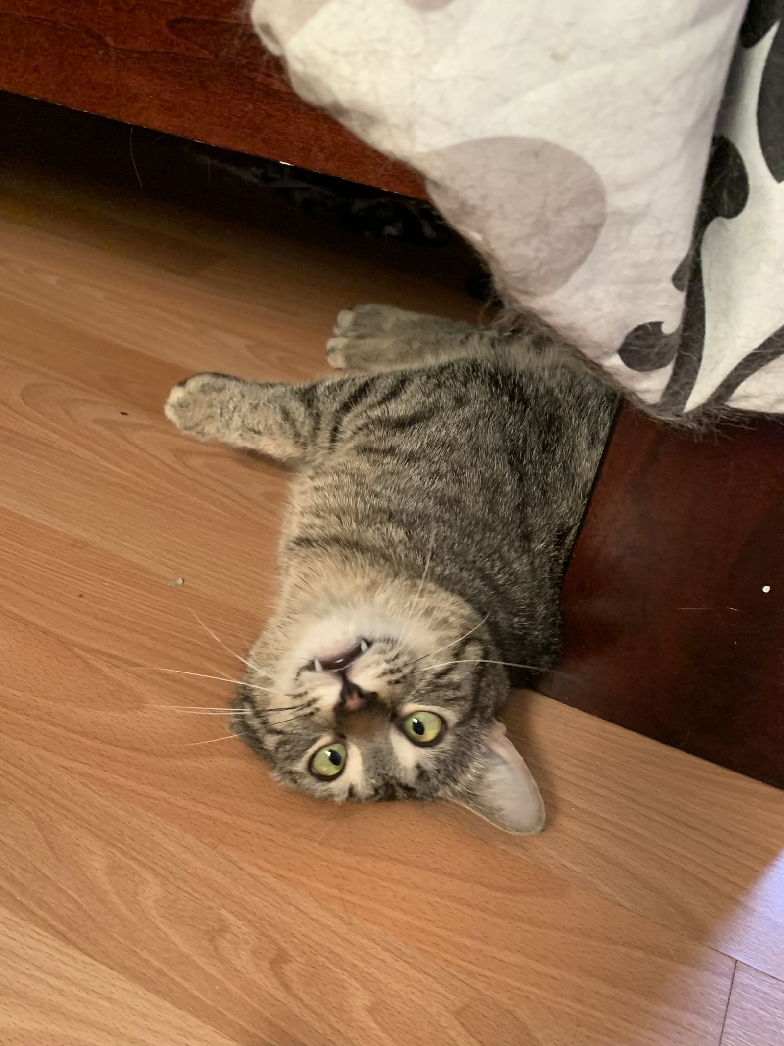 Cats for Adoption in Scottsdale, Arizona Alpha Paw