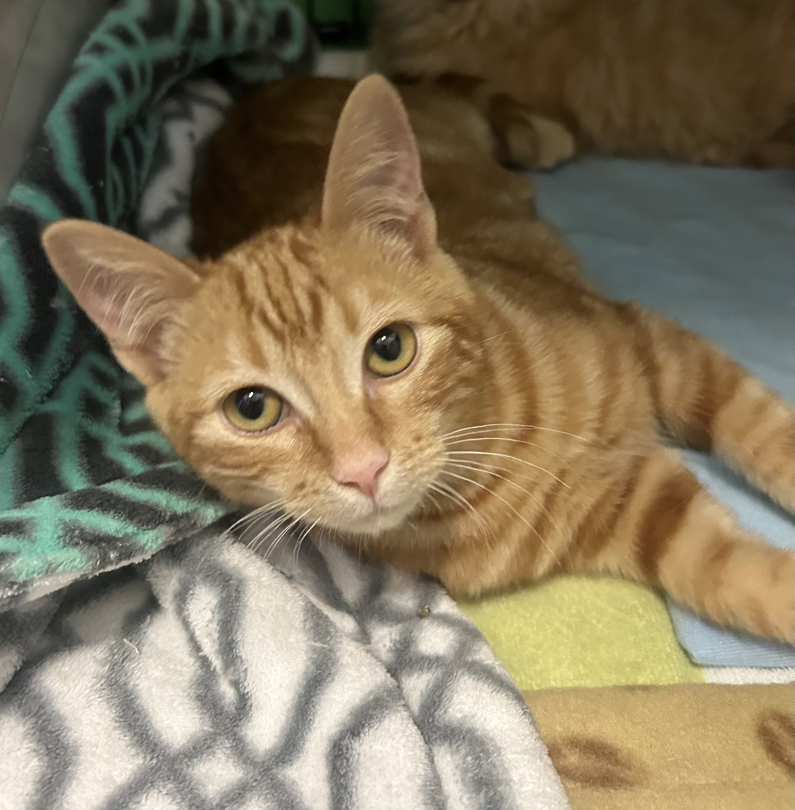 Cats for Adoption in Queen Creek, Arizona Alpha Paw