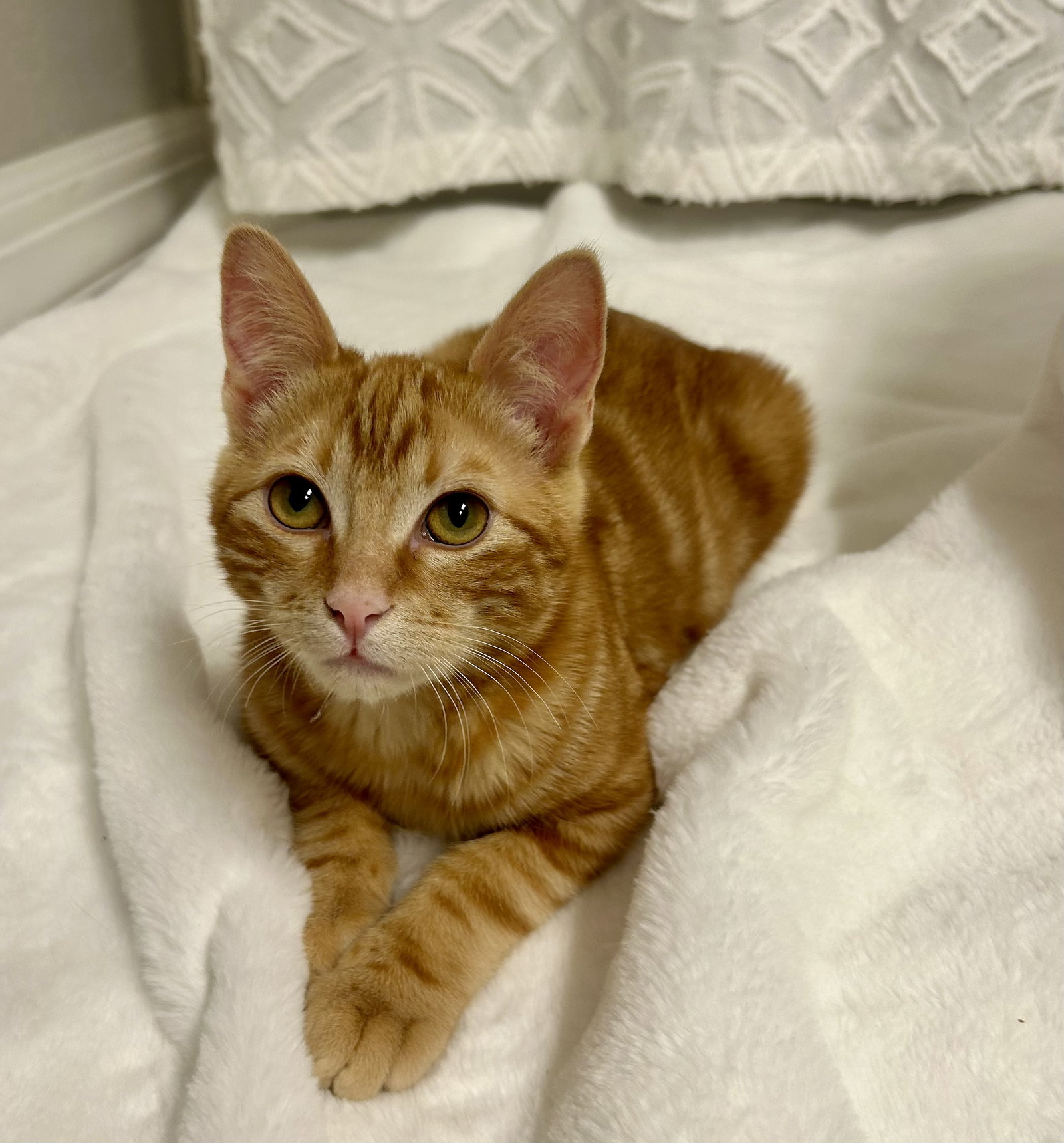 Cats for Adoption in Queen Creek, Arizona Alpha Paw