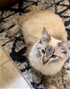adoptable Cat in chandler, AZ named Kai Sa