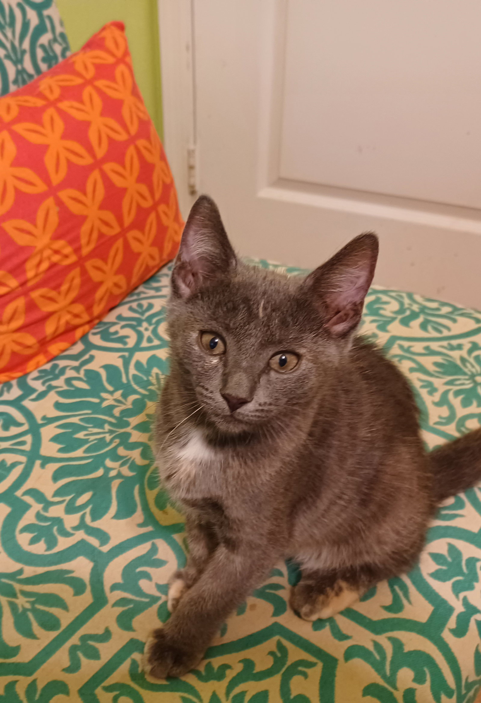 Cats for Adoption in Tempe, Arizona Alpha Paw
