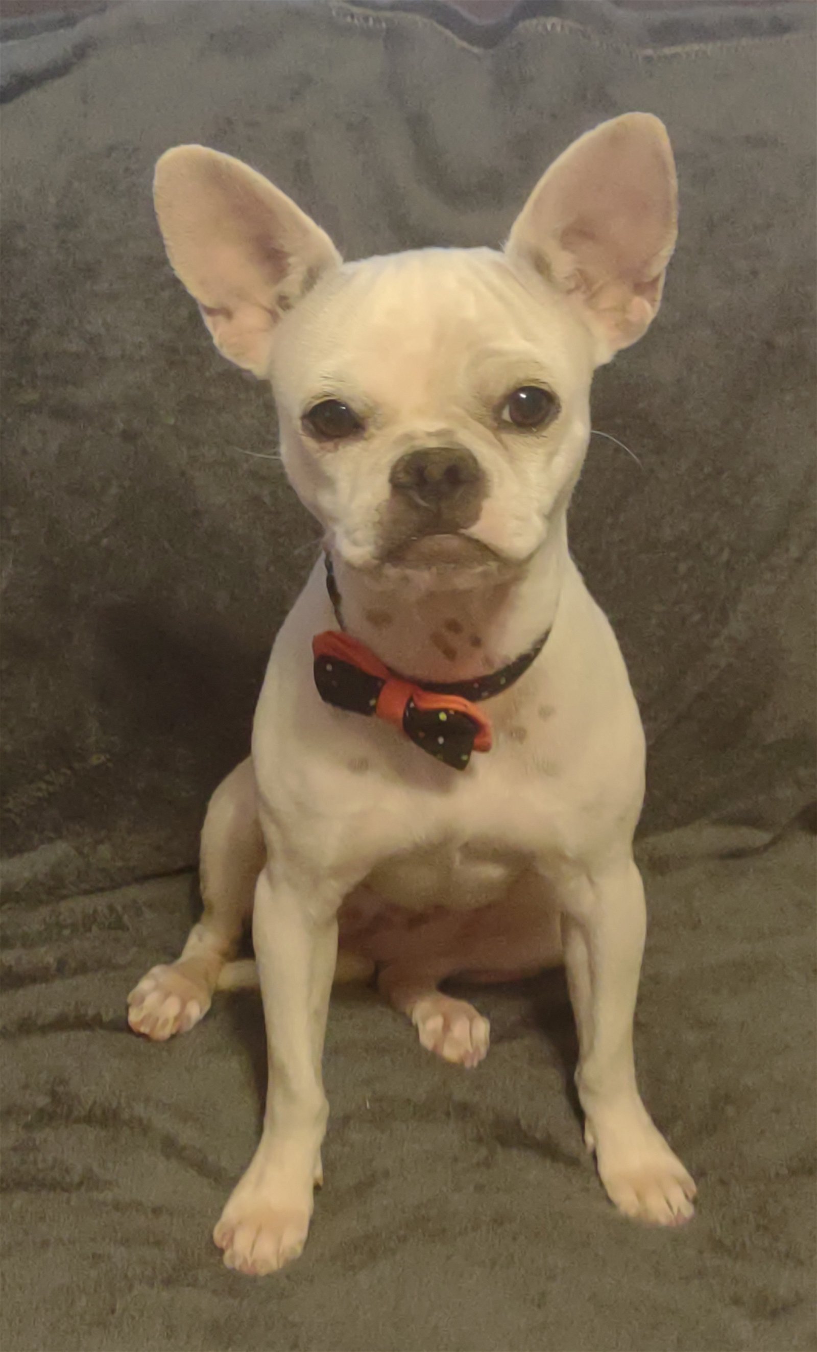adoptable Dog in Chandler, AZ named Piper Goblin