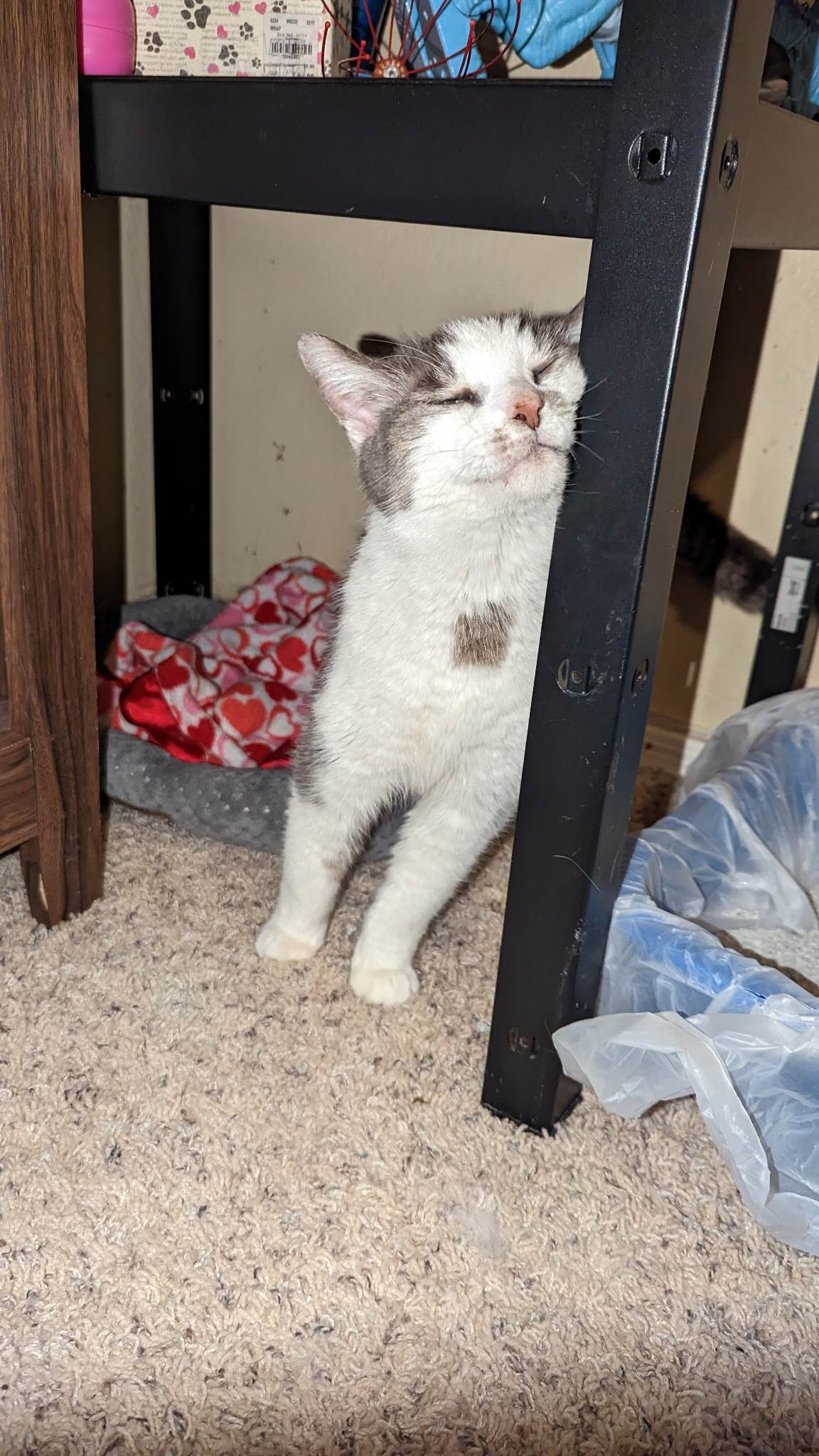 Photo of Maru Kun