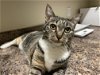 adoptable Cat in chandler, AZ named Lady Bird
