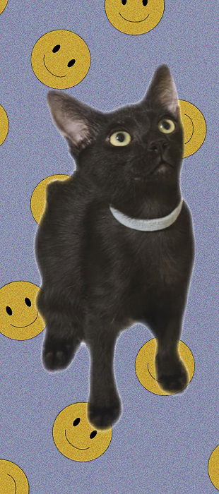 Photo of Kuro Saito