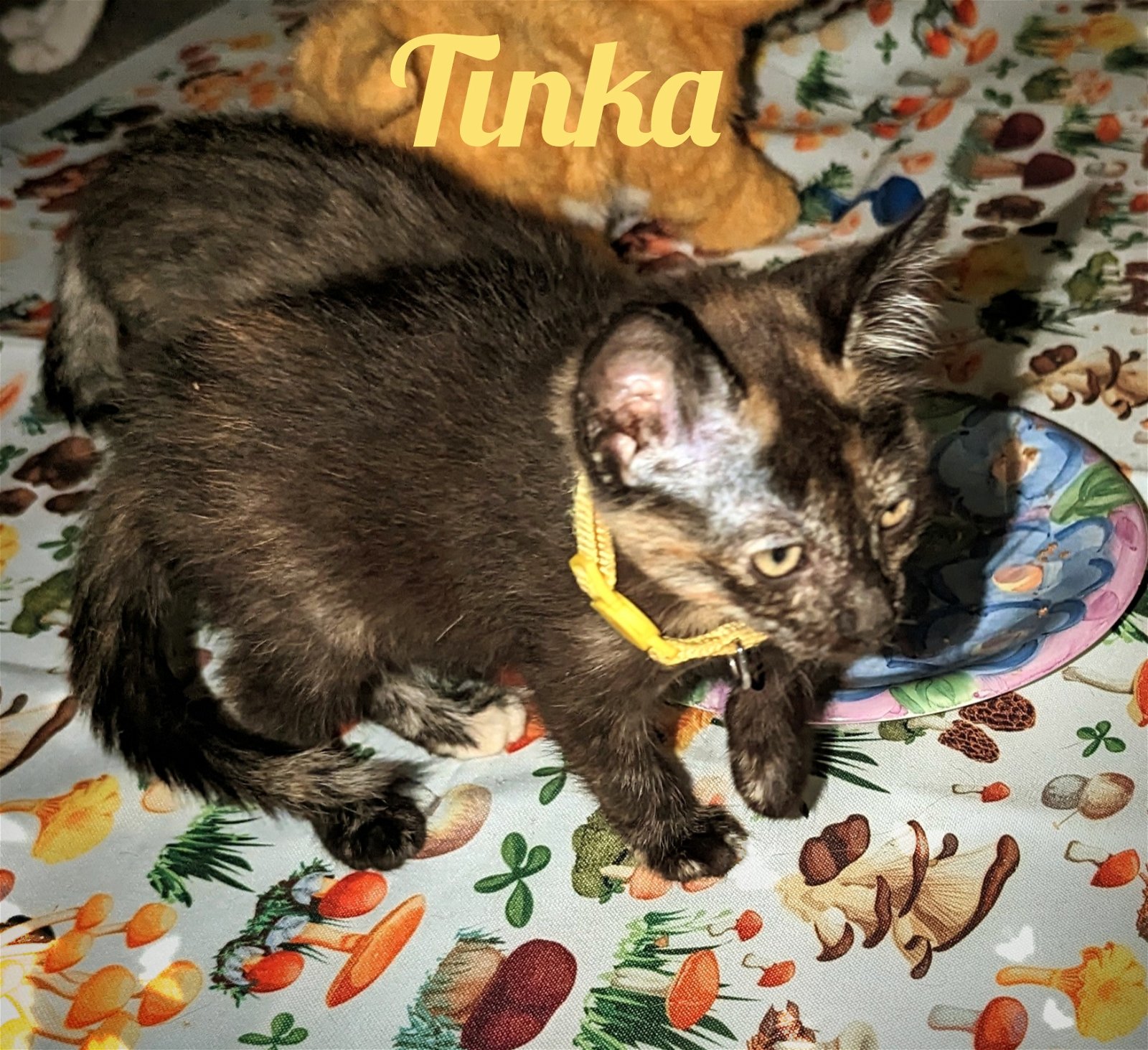Photo of Tinka Zia