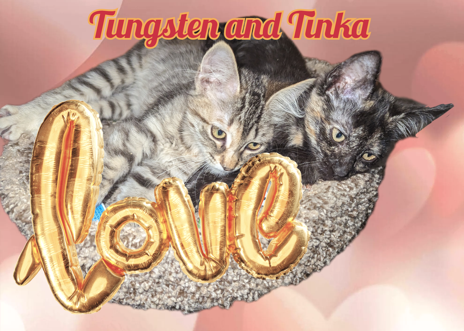 Photo of Tinka Zia
