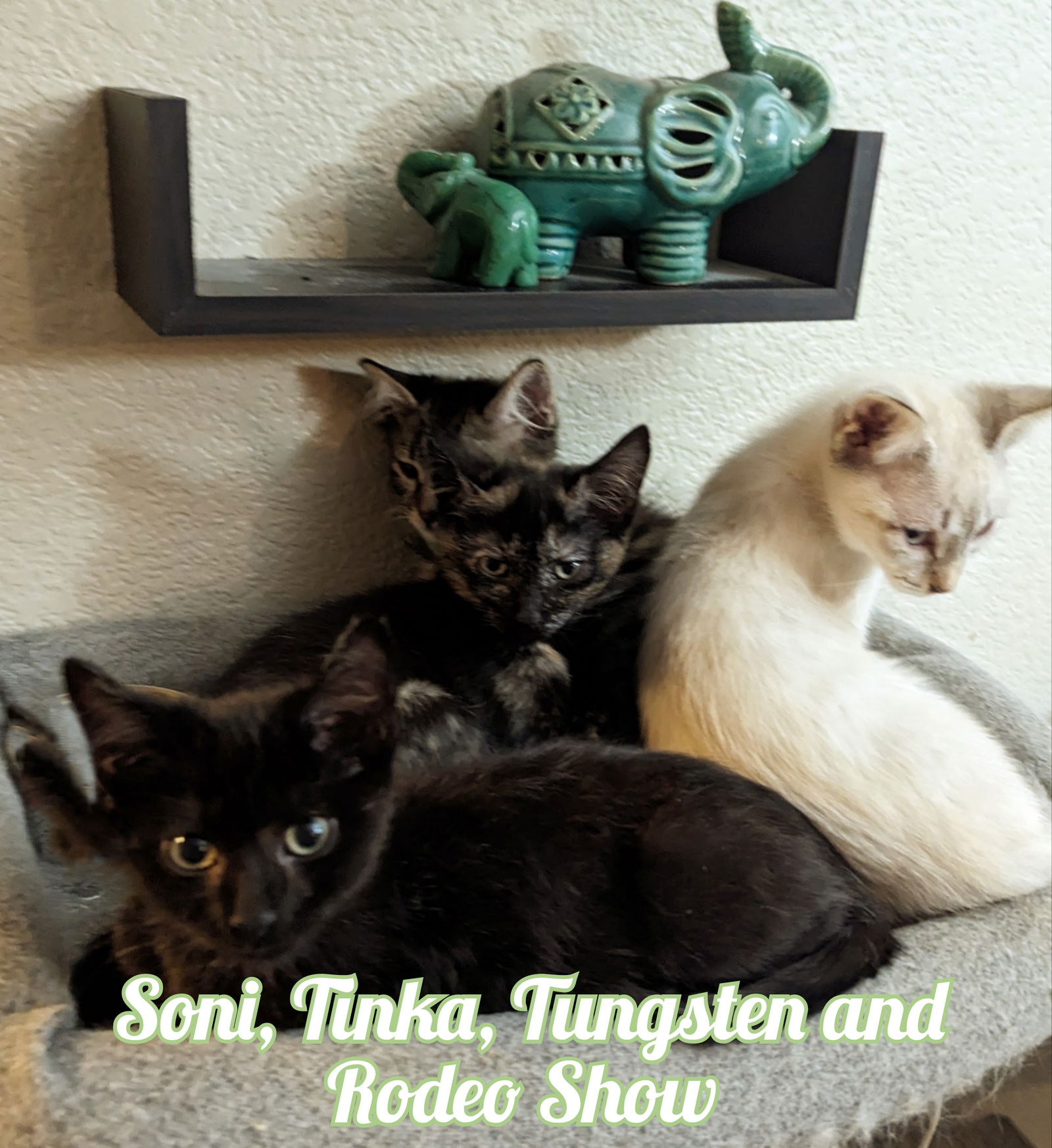 Photo of Tinka Zia