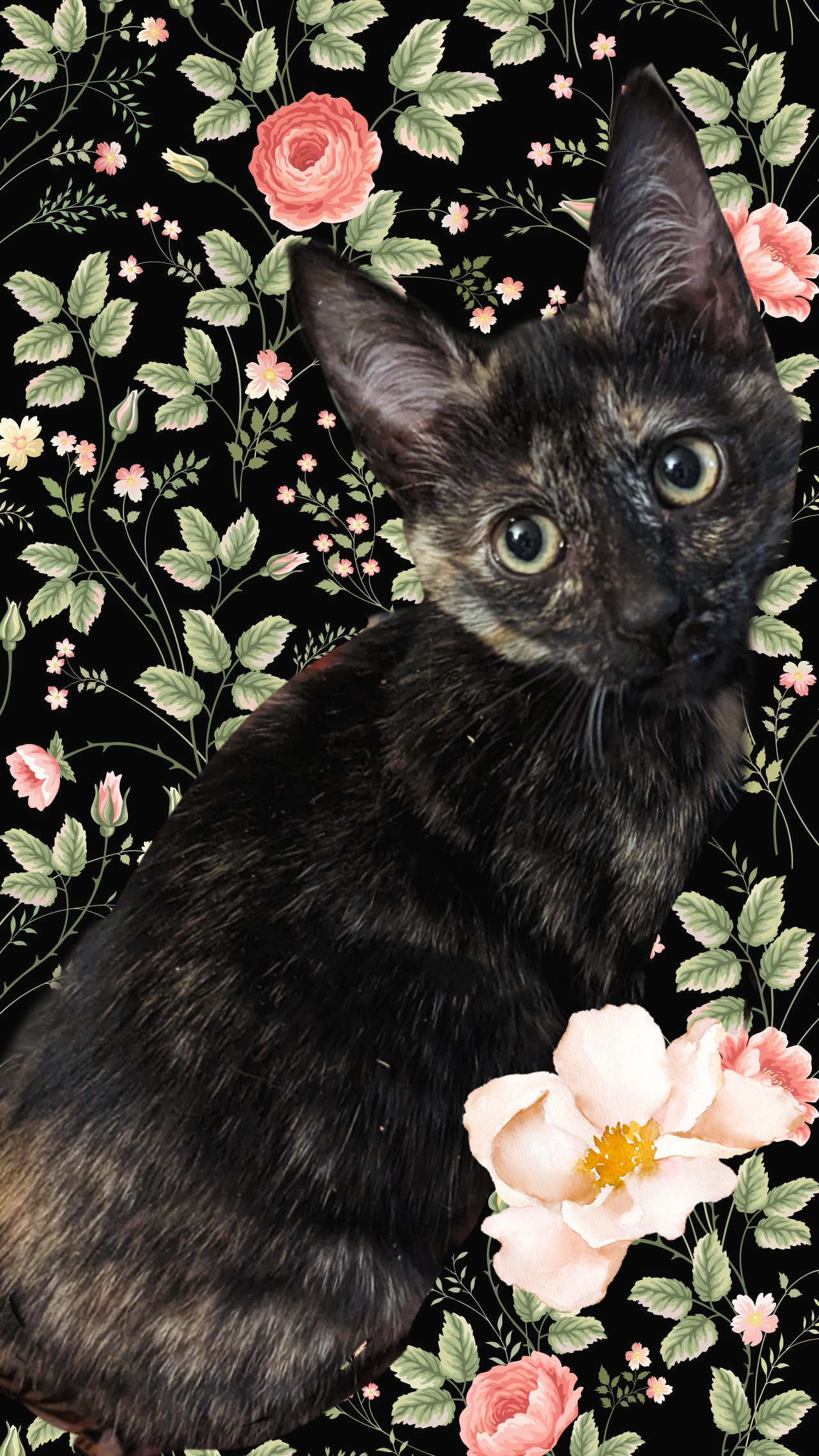 Photo of Tinka Zia