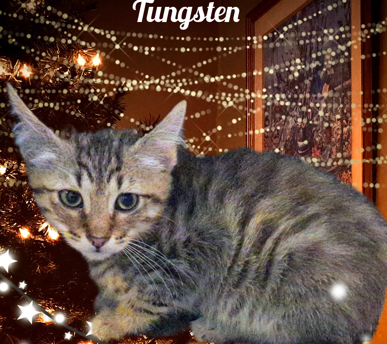 Photo of Tungsten Zia
