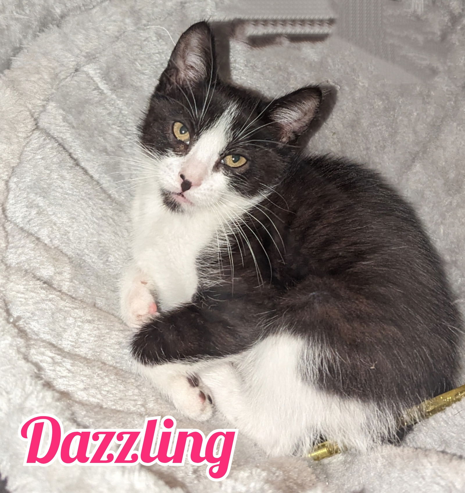 Photo of Dazzling Treasure