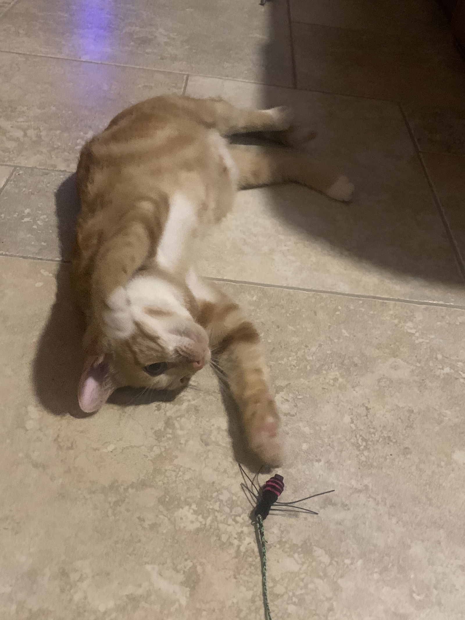 Photo of Cheeto Bandito
