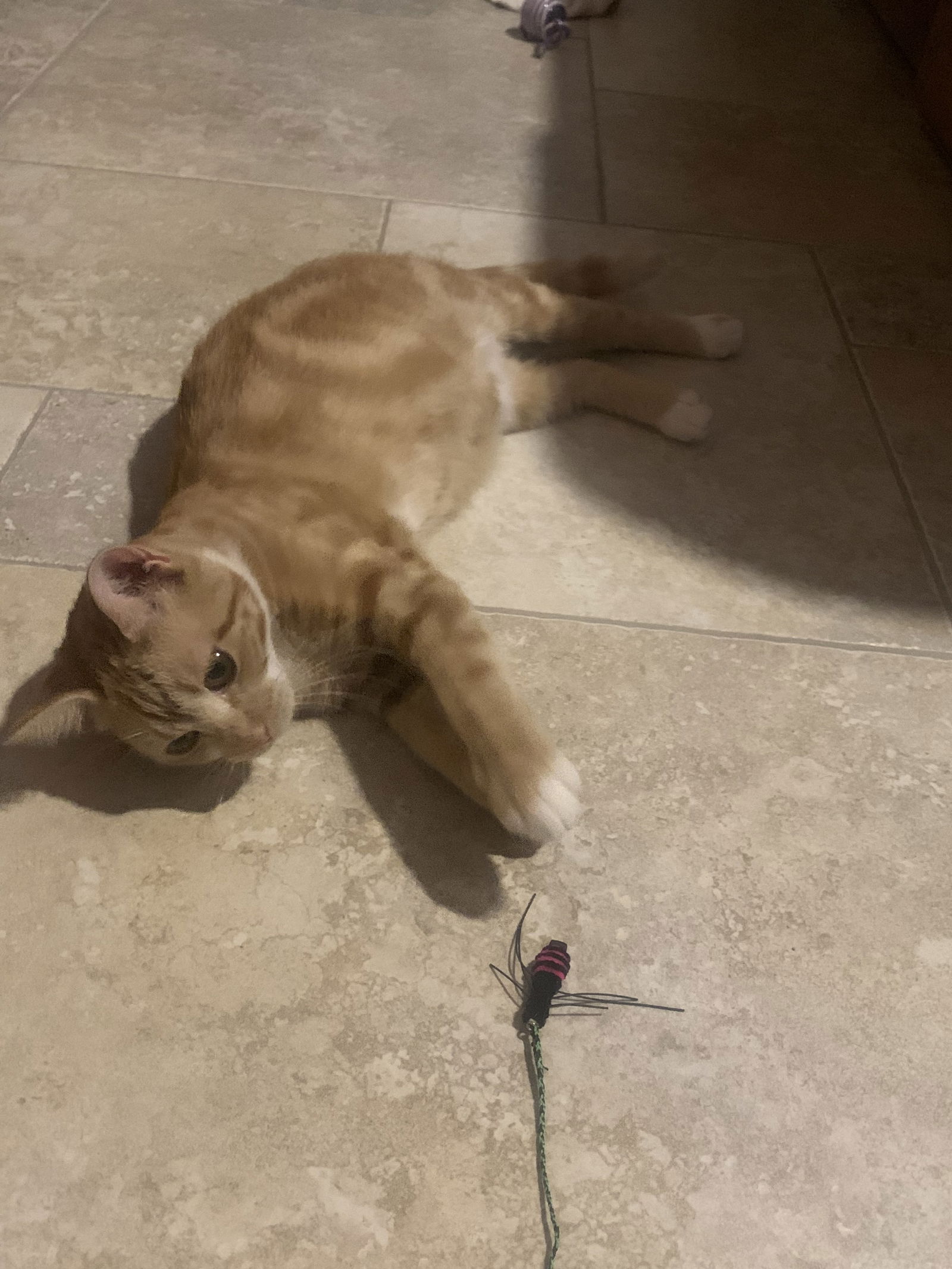 Photo of Cheeto Bandito