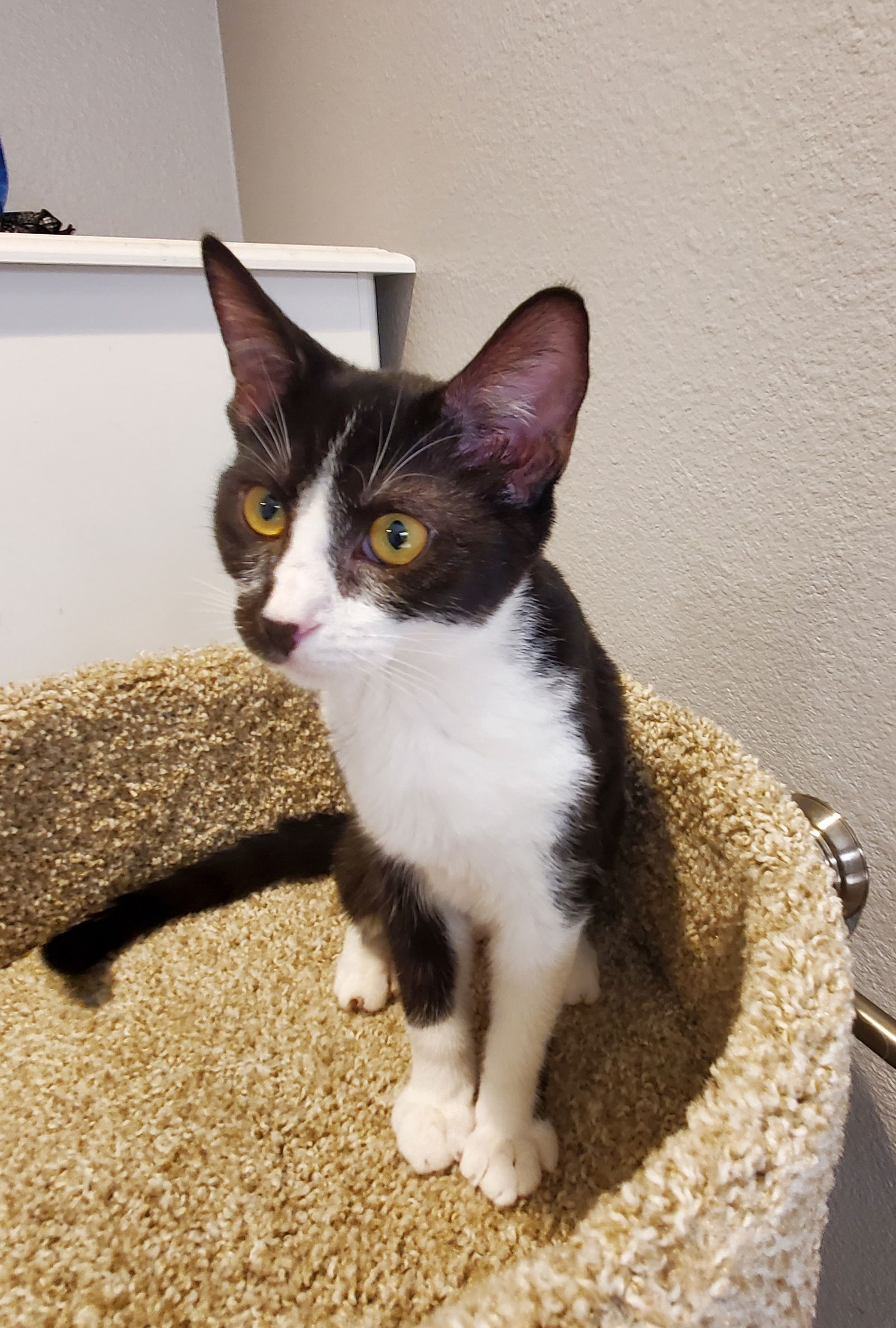 Photo of Taz Encantokatz