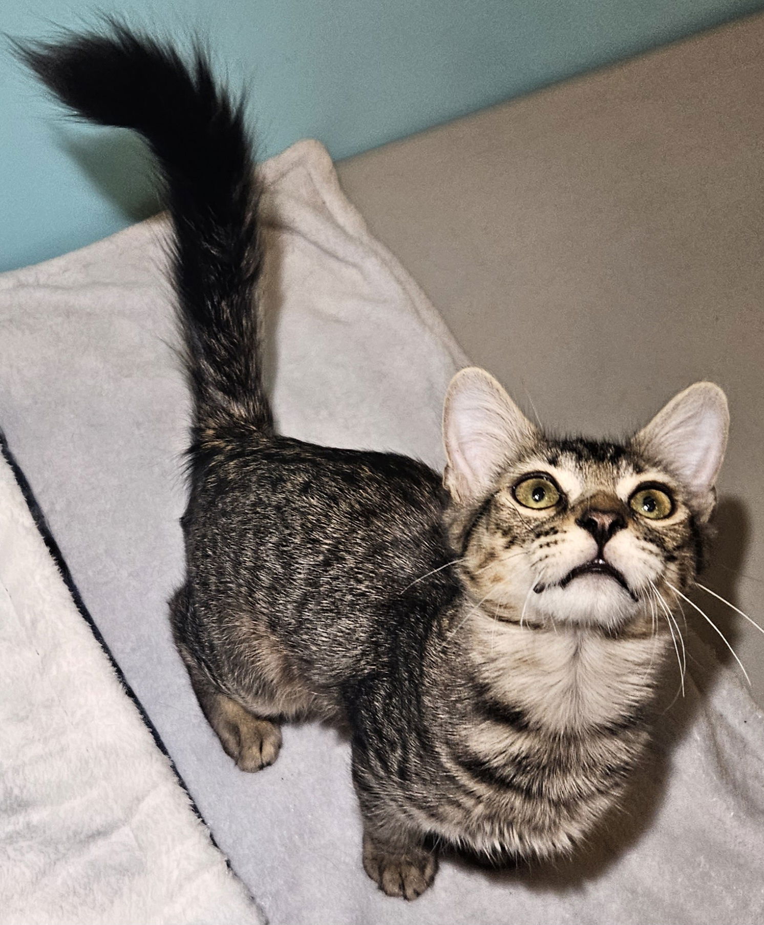 Photo of Whopper Catster