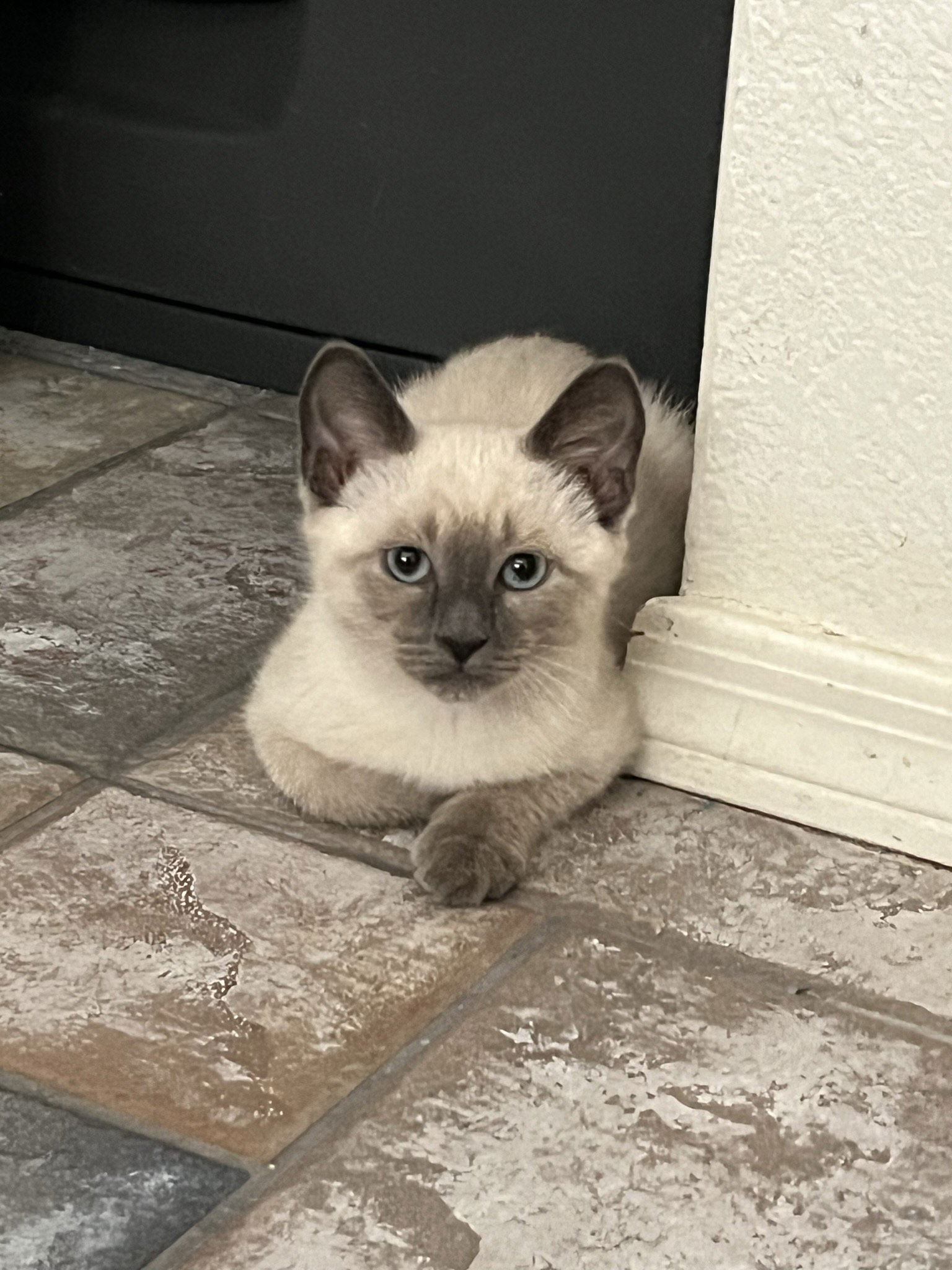 Siamese and store domestic shorthair mix