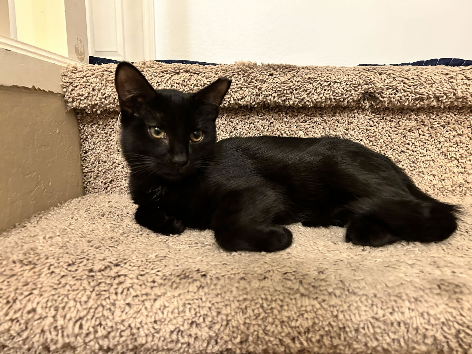 Photo of Sooty Charles