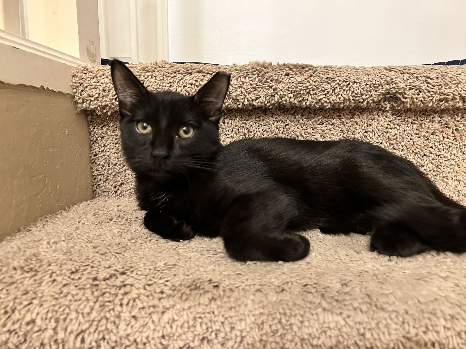 Photo of Sooty Charles