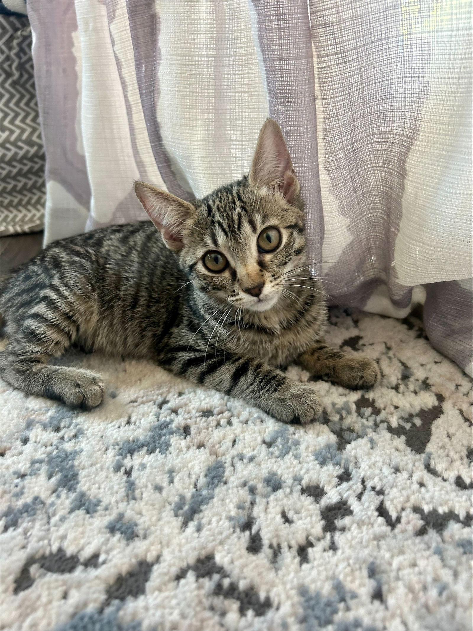 Photo of Tiana Callisto