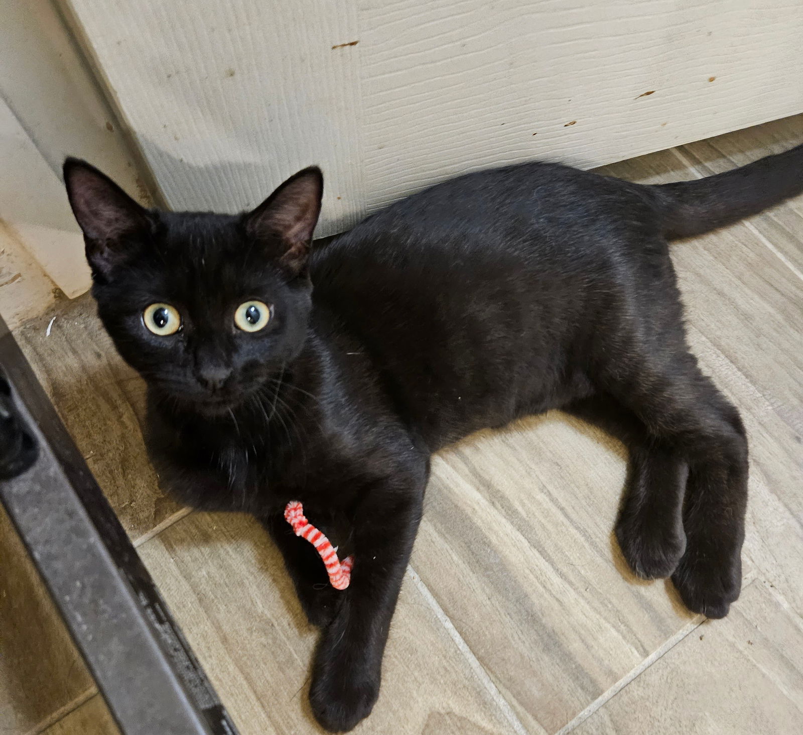 Photo of Miroku Hoshi