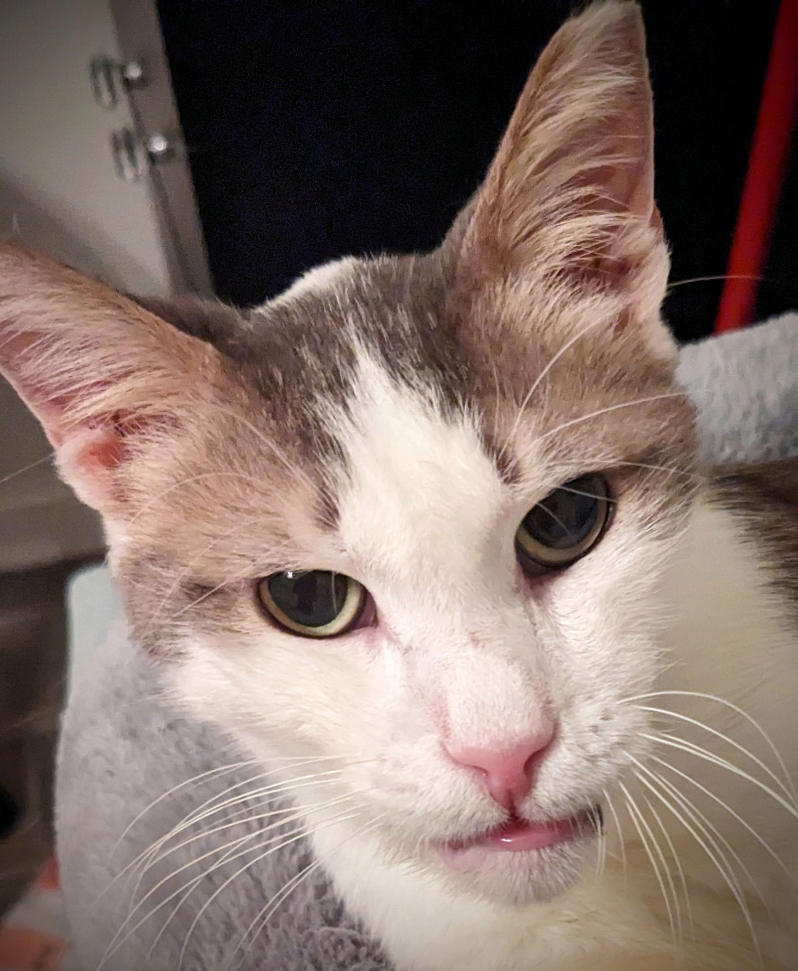 Photo of Al Pawcino Pawyer