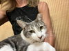 adoptable Cat in Chandler, AZ named Cookie Falco