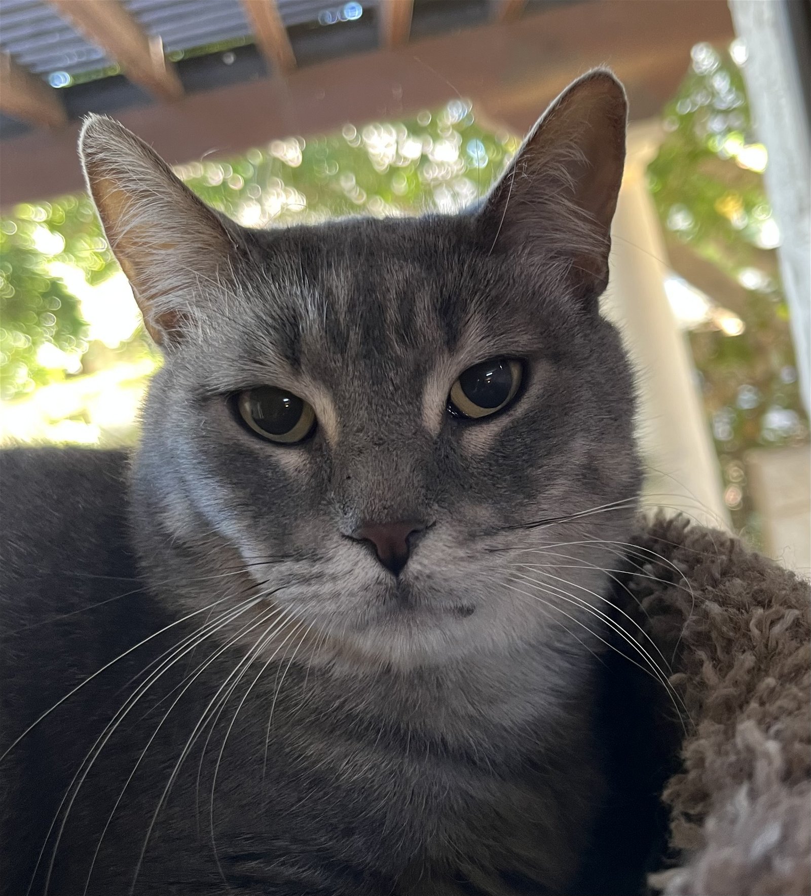 adoptable Cat in Chandler, AZ named Tesoro Gattino