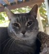 adoptable Cat in chandler, AZ named Tesoro Gattino