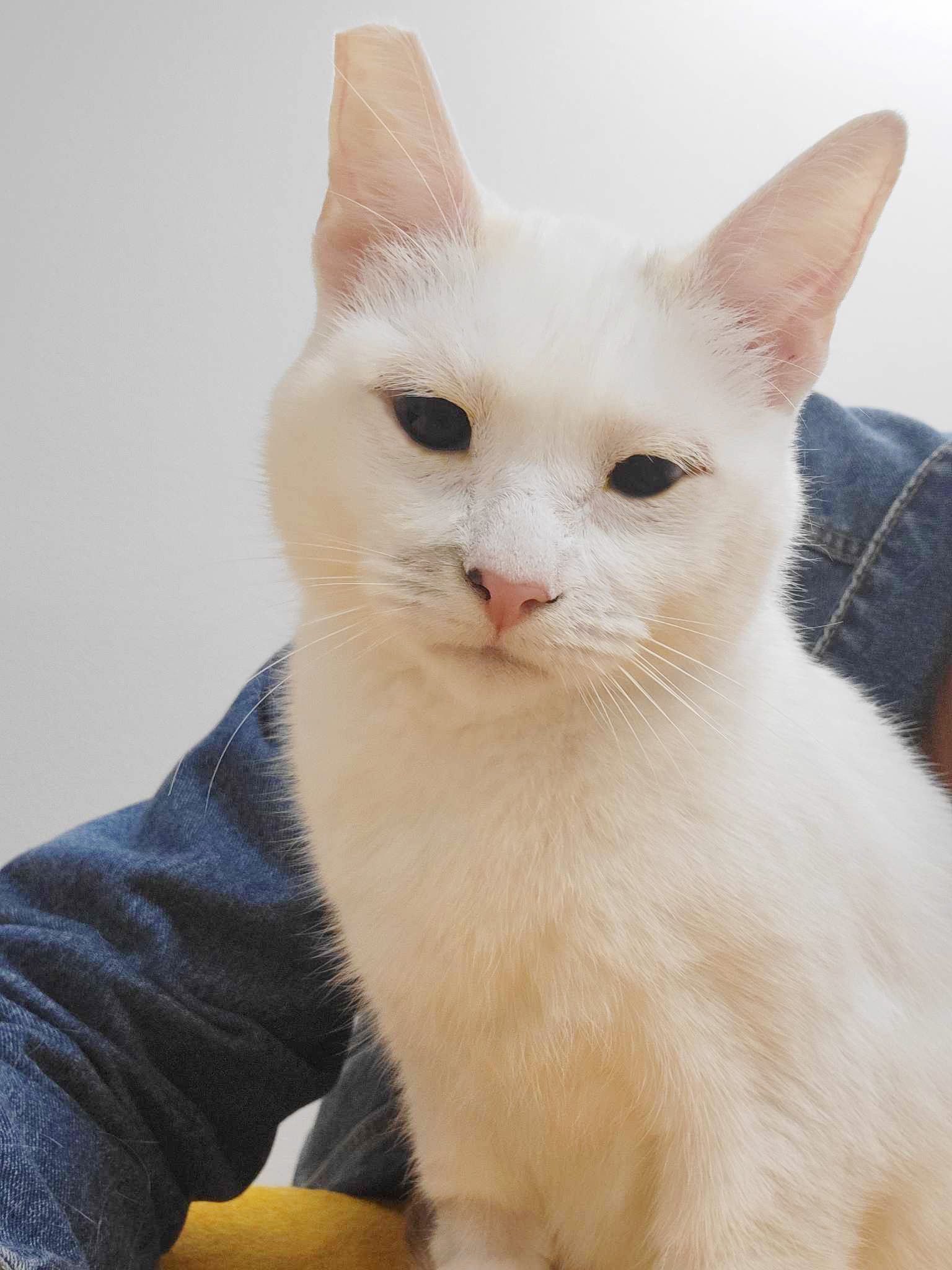 adoptable Cat in Chandler, AZ named Gypsy Moonstone