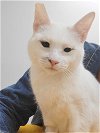 adoptable Cat in , AZ named Gypsy Moonstone
