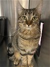 adoptable Cat in chandler, AZ named Dingle Bay