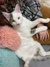 Gilbert Roofcat - Photo 4