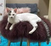 Gilbert Roofcat - Photo 5