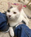 Gilbert Roofcat - Photo 6