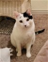 adoptable Cat in chandler, AZ named Laurel Tree